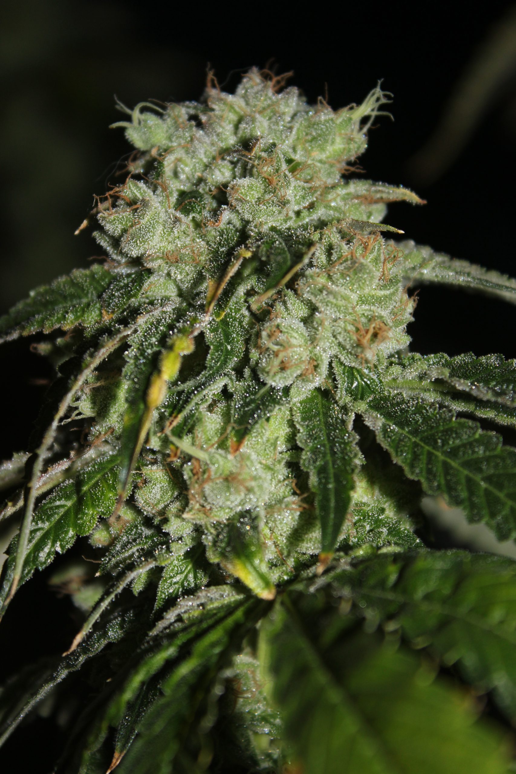 Close-up macro of Chemdog 91 SKVA cannabis buds showing heavy trichome coverage and dense calyxes