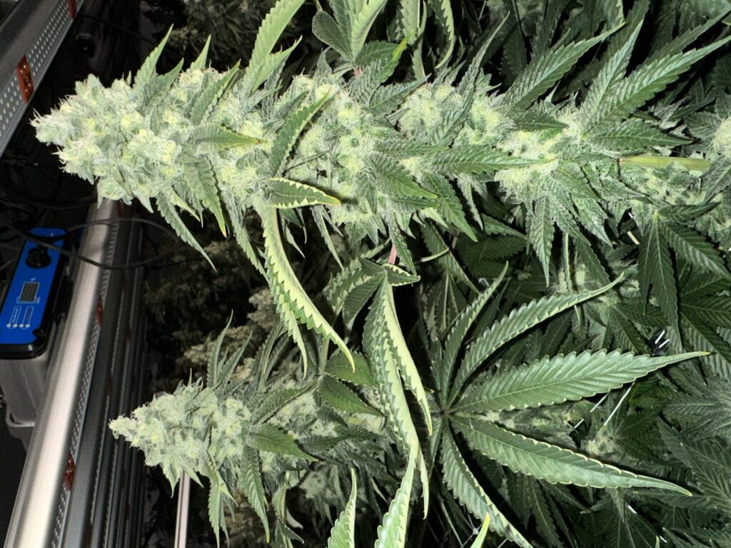 Diesel Poison cannabis flower close-up – Durban Poison × Chemdog 91 Bx3, bred by Skunk VA