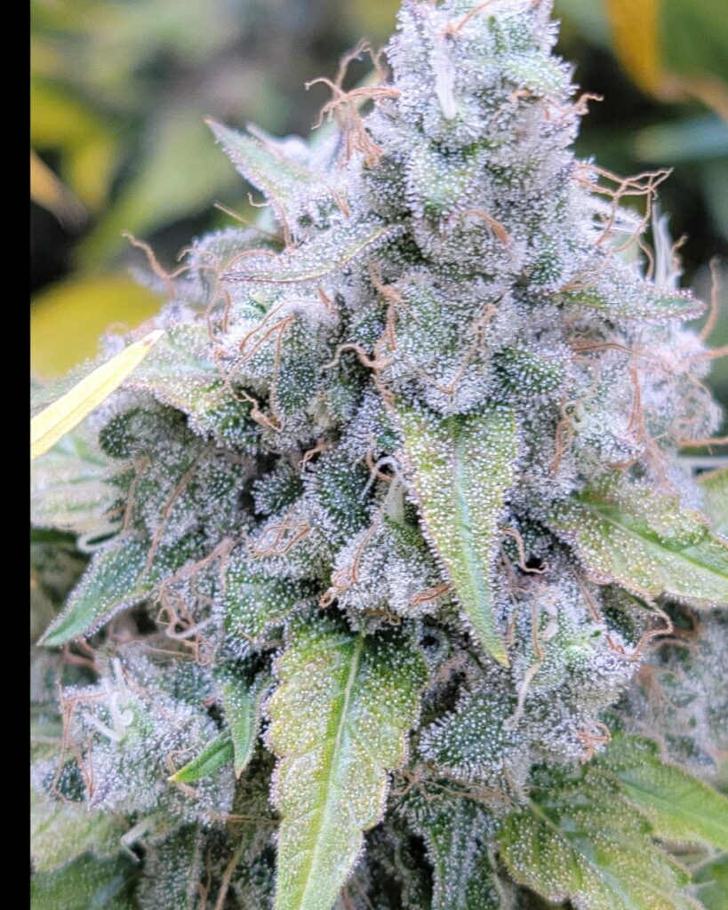 Closeup of Diesel Poison cannabis cola covered in trichomes – Durban Poison x Chemdog 91 Bx3 by Skunk VA