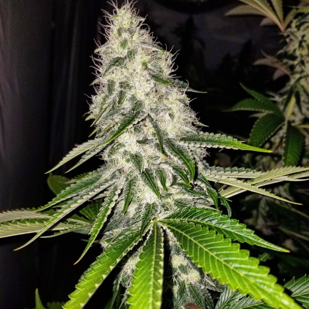 Indoor-grown Chasca cannabis plant with dense frosty spear cola