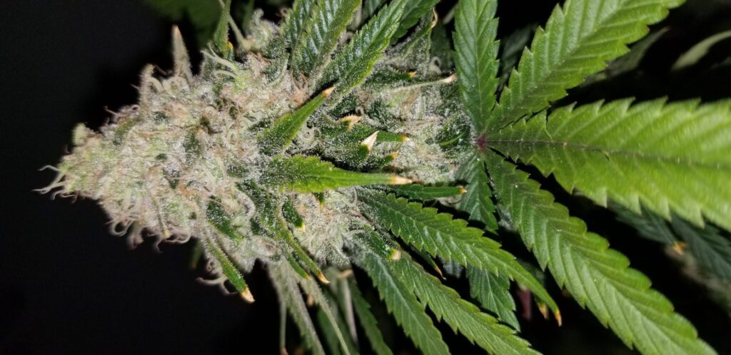Upright Chasca spear cola with vibrant sugar leaves