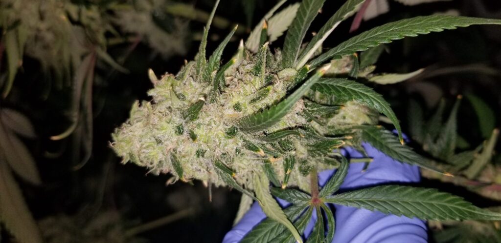 Close-up of Chasca cannabis cola with gloved hand support