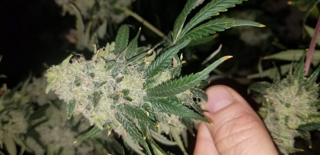 Hand holding a mature Chasca clone cola with full nug structure and trichome coverage