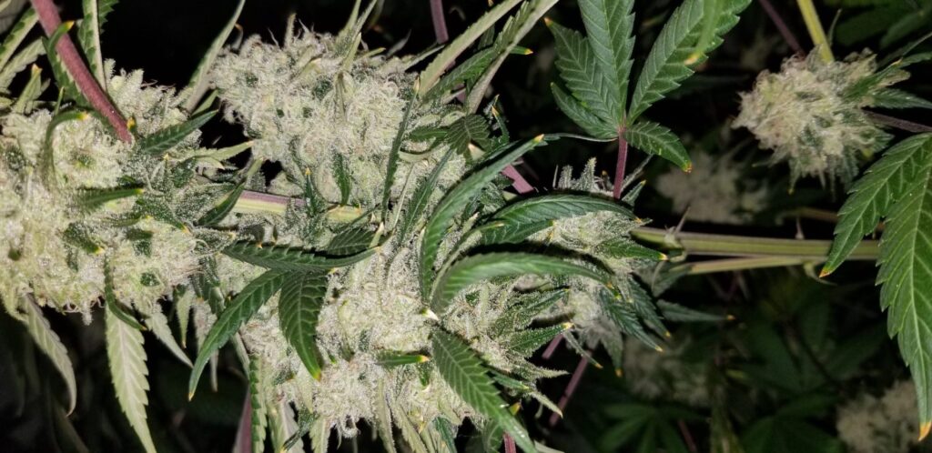 Vertical cola of Chasca clone with stacked resinous buds and vibrant fan leaves