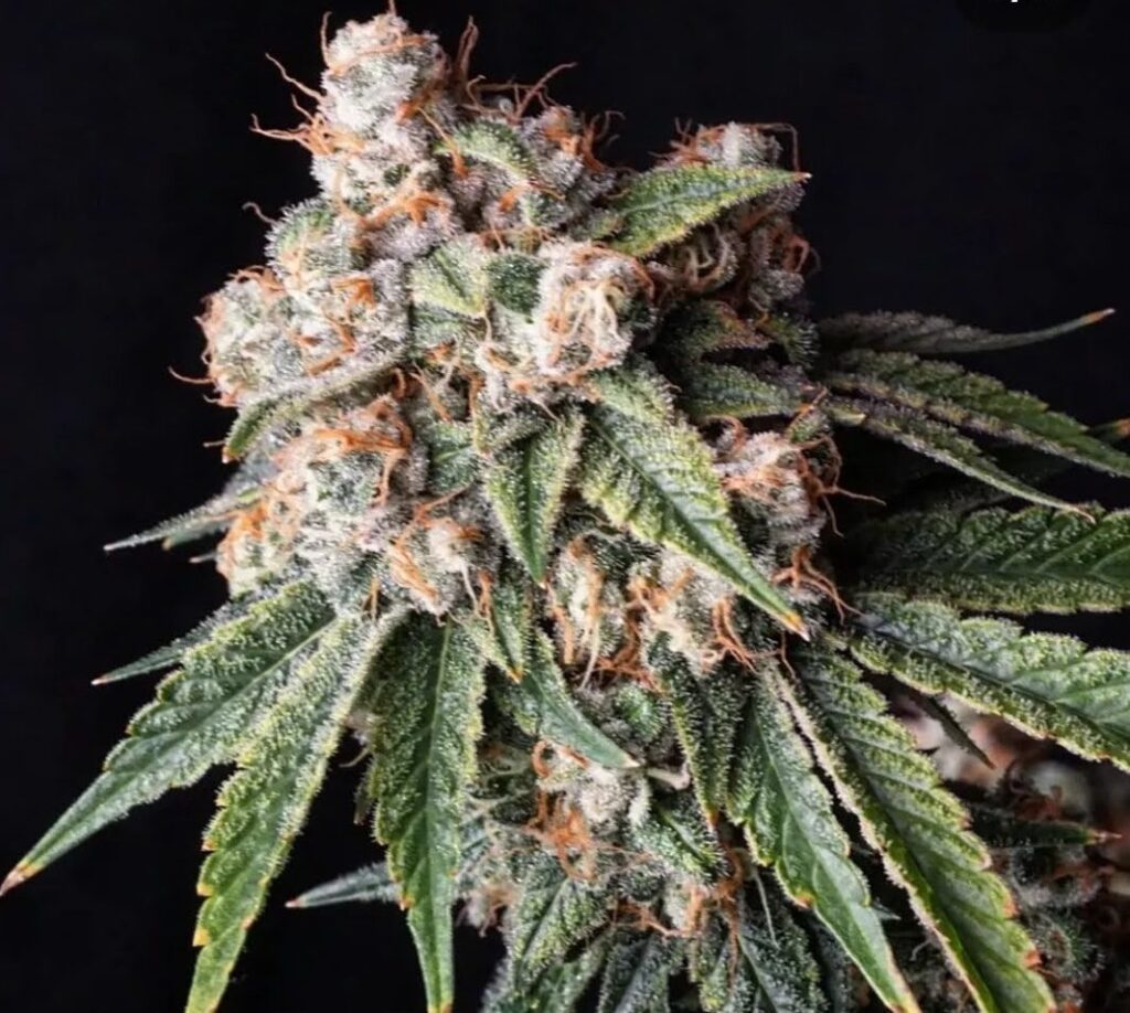 Chem Brand cannabis cola by Lucky Dog Seed Co - JB Cut x Chemdog 91 Bx3 regular seeds