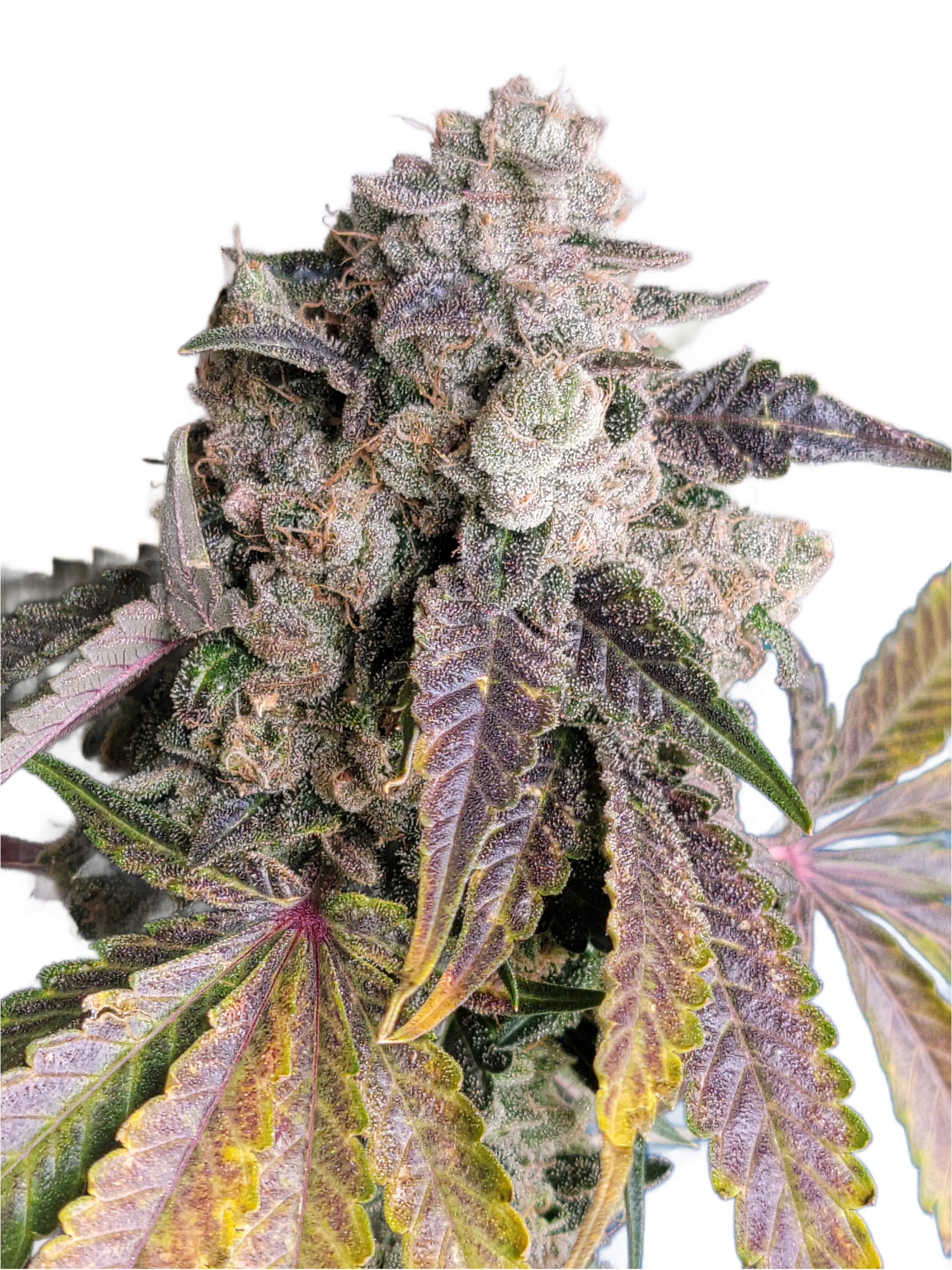 Chem Cornelian nug with purple and yellow autumn-fade leaves.