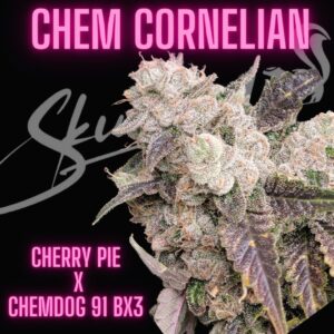 Chem Cornelian flower with Cherry Pie x Chemdog 91 Bx3 label on black background.