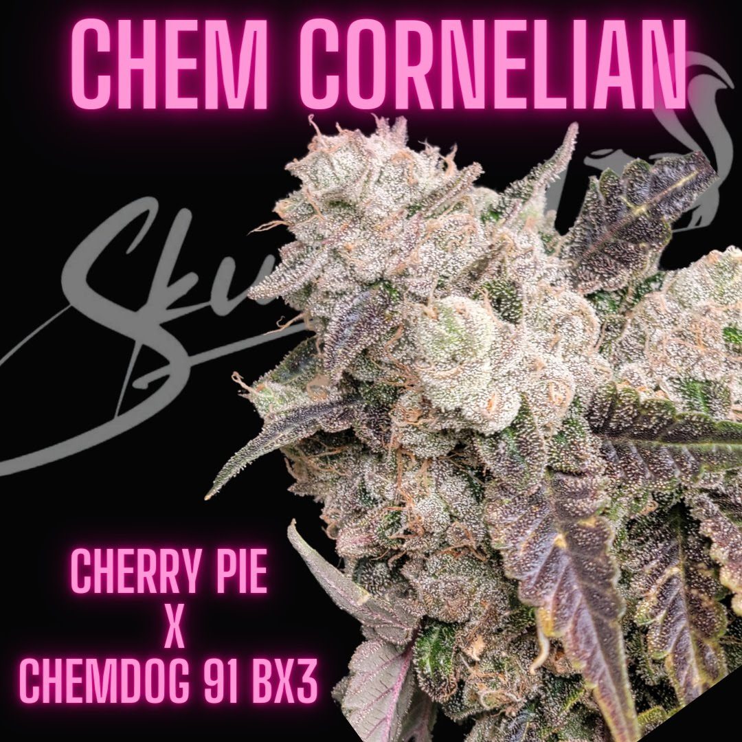 Chem Cornelian flower with Cherry Pie x Chemdog 91 Bx3 label on black background.
