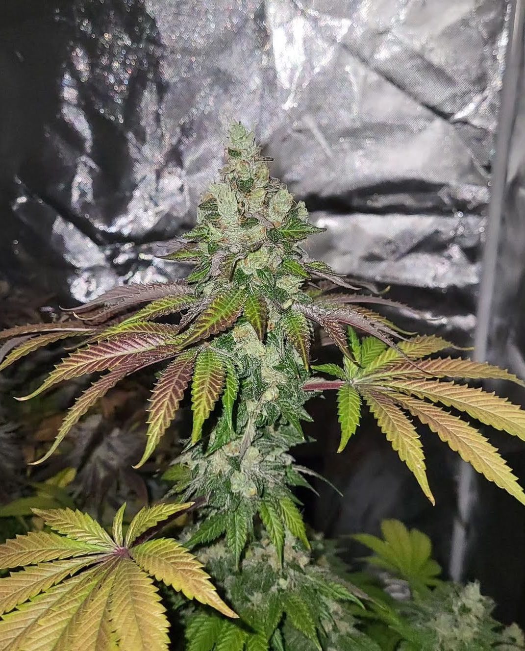 Chem Cornelian late flower phase with purple and green contrast.