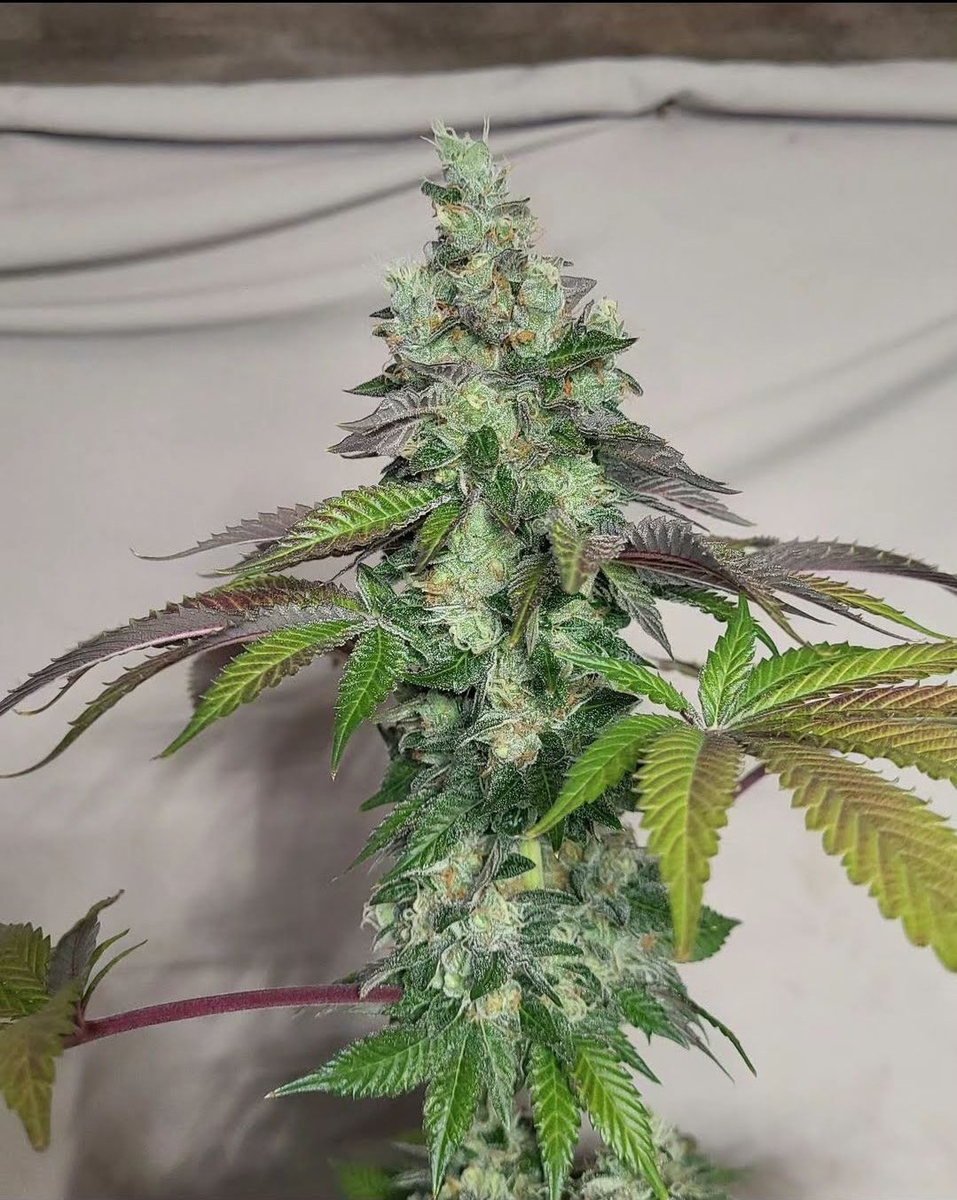 Full Chem Cornelian cola with tight internodal stacking.