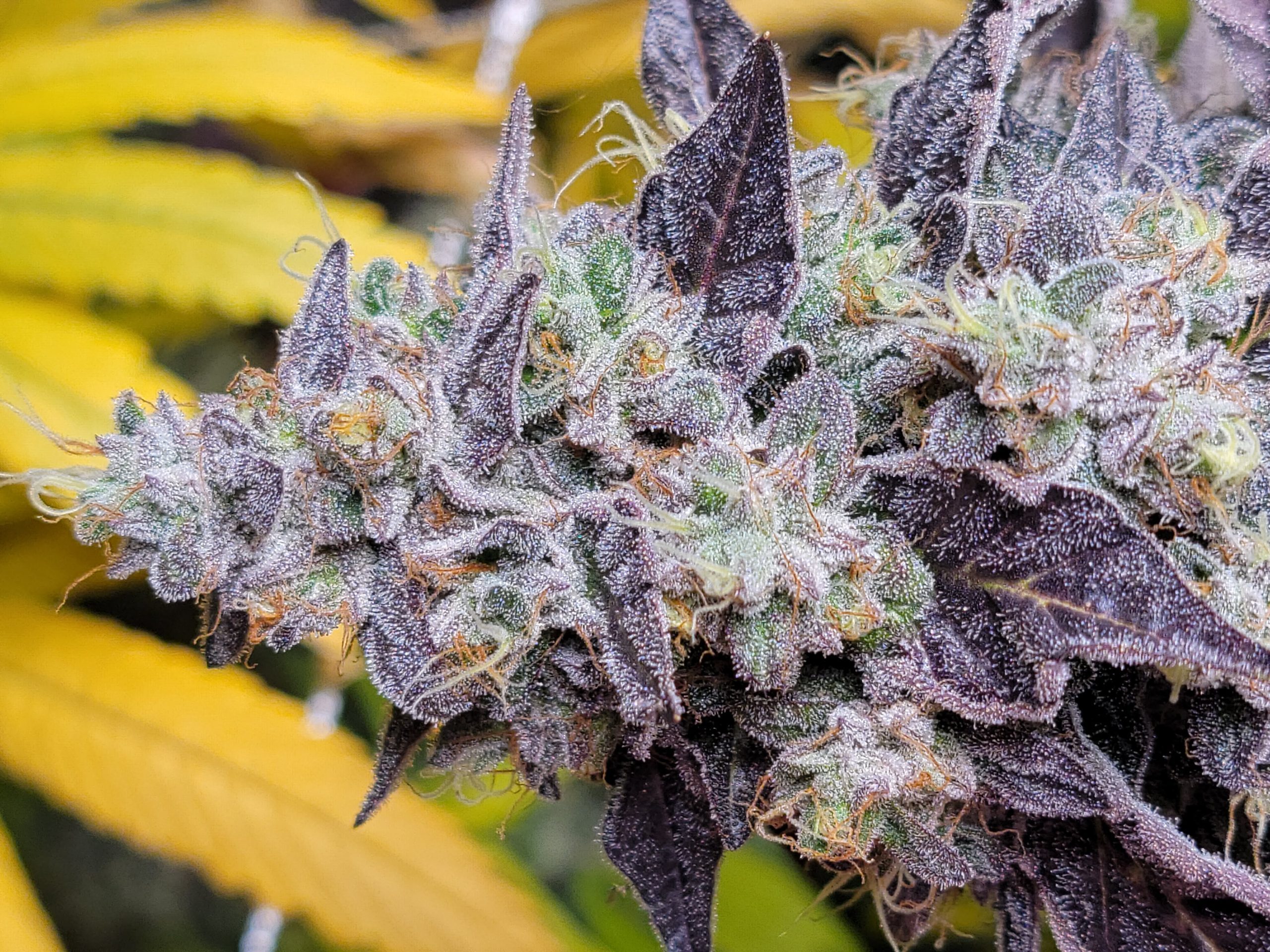 Chem Cornelian cannabis bud close-up with vibrant purple hues and orange pistils.