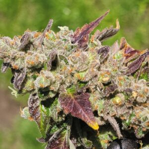 Outdoor-grown Chem Cornelian showcasing purple and green contrast under sunlight.