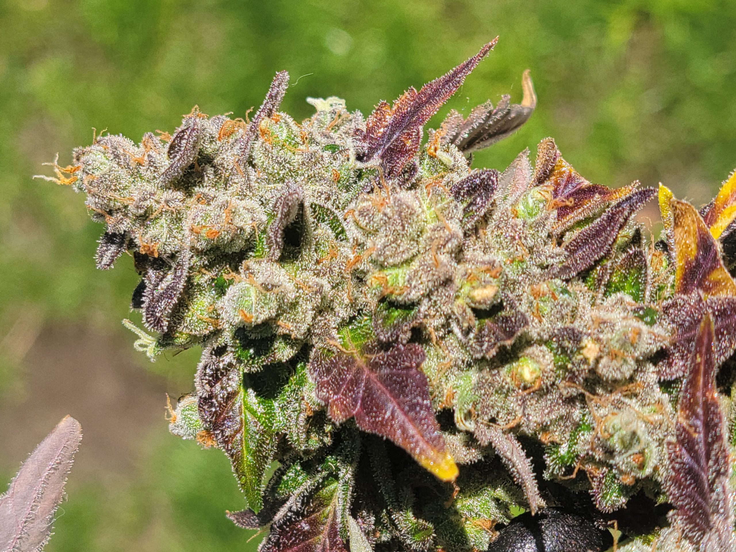 Outdoor-grown Chem Cornelian showcasing purple and green contrast under sunlight.