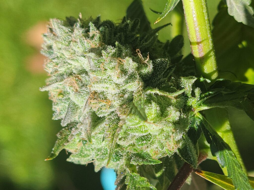 Close-up of an early-stage outdoor cannabis bud with visible trichomes and green pistils under natural sunlight.
