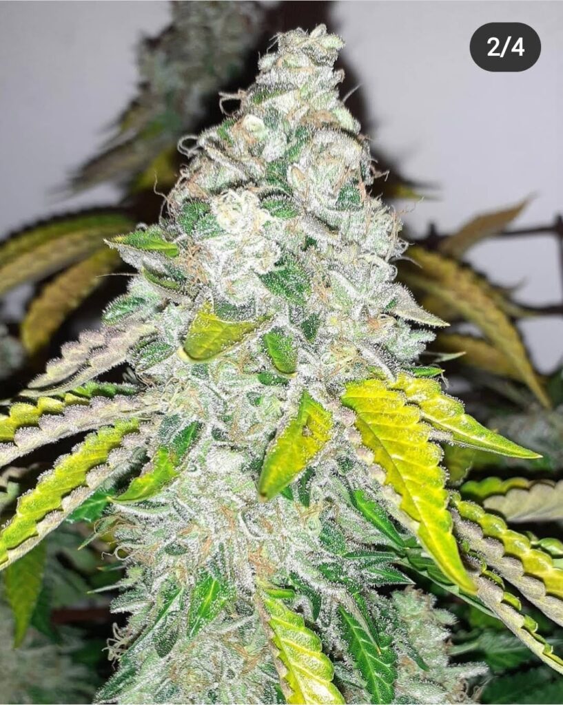 Frosty main cola of Chem Fuego cannabis plant by Lucky Dog Seeds, showing mature trichomes and yellowing fan leaves.