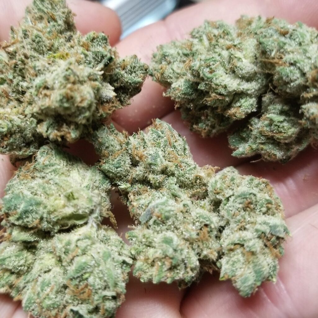 Close-up of Chem Fuego cannabis nugs from Lucky Dog Seeds, hand-trimmed and coated in resin, resting in palm.