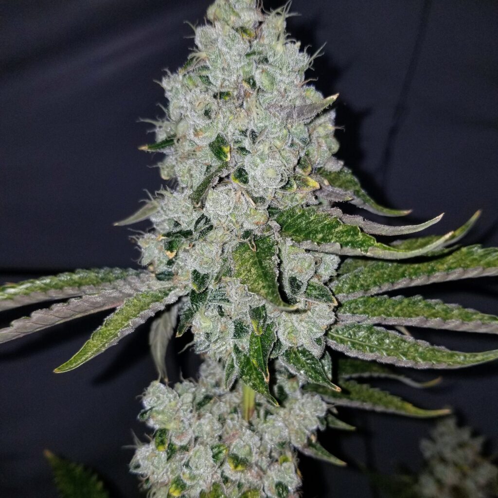 Close-up of Chem Fuego cannabis cola from Lucky Dog Seeds, stacked with resin and frost under indoor lighting.