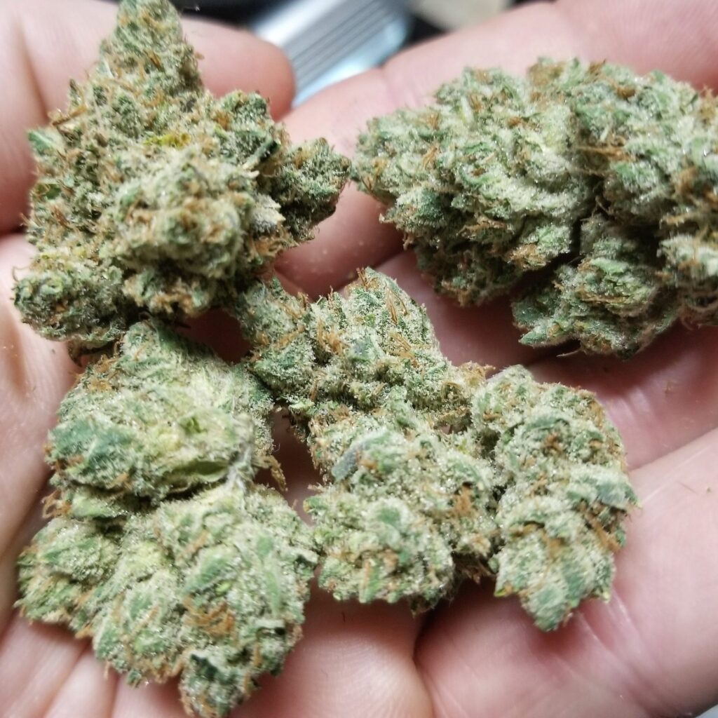 Handful of Chem Fuego cannabis buds from Lucky Dog Seeds, cured and trimmed with frosty trichomes and amber pistils.