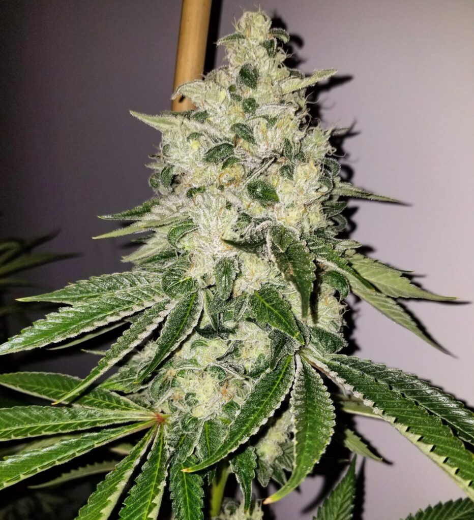 Close-up of a Chem Fuego cannabis cola from Lucky Dog Seed Co., dense with trichomes and mature pistils.