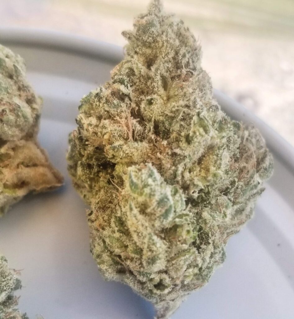 Chem Fuego cannabis nug on tray – dense, frosty trichomes with purple undertones and natural lighting.