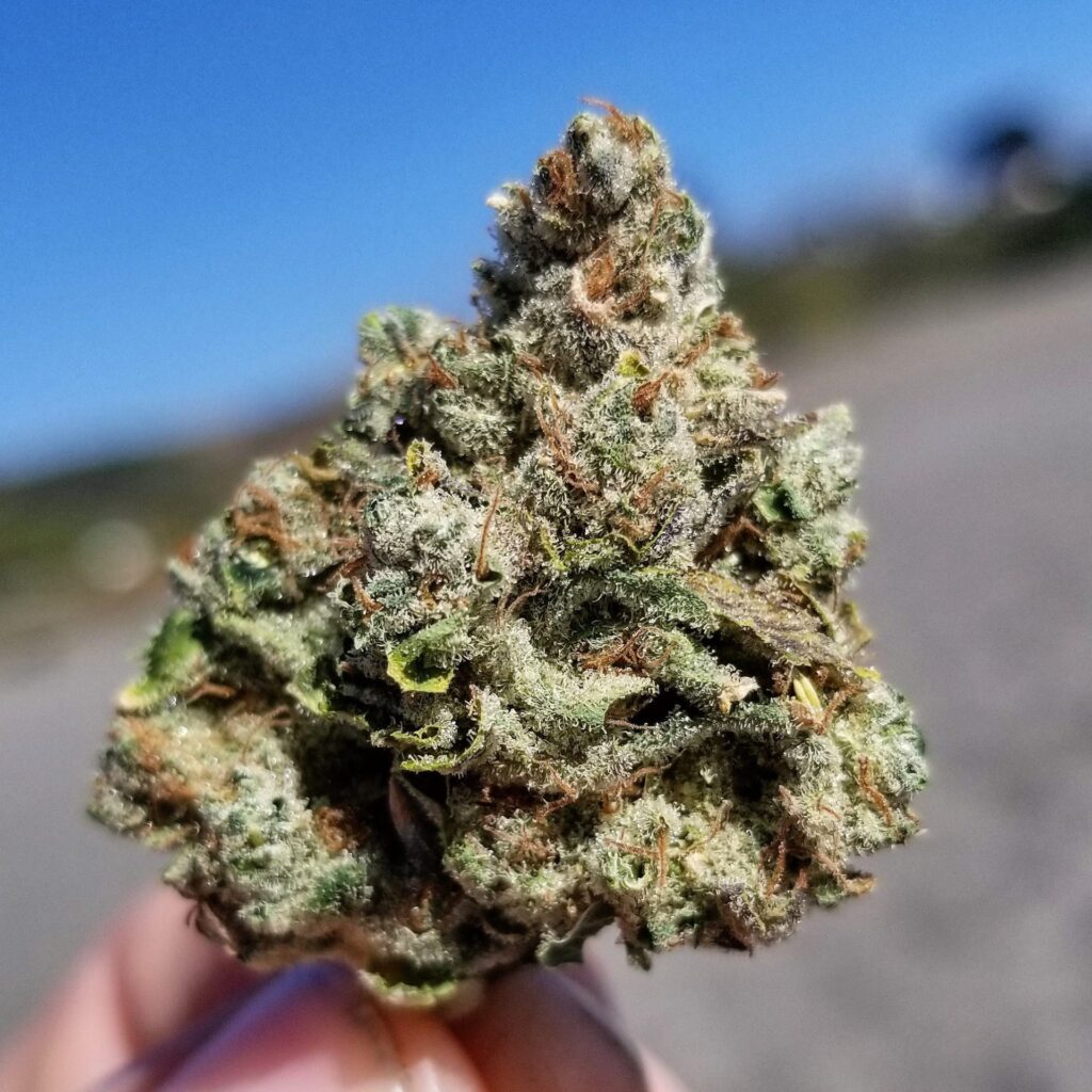 Close-up of a dense Chem Fuego cannabis nug, rich in trichomes, with hints of orange hairs and resin.