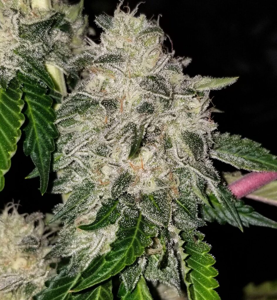 Chem Fuego cannabis flower under flash lighting, showing dense resin glands and thick trichomes.
