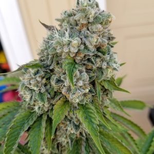 Close-up of Chem Fuego cannabis flower with frosty trichomes and dense bud structure.