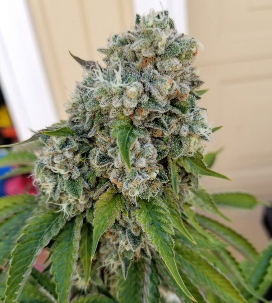 Close-up of Chem Fuego cannabis flower with frosty trichomes and dense bud structure.