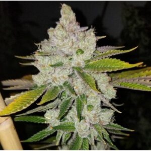 Chem Krush cannabis cola – Chemdog 91 x SFV OG Kush Bx2 by Lucky Dog Seed Co