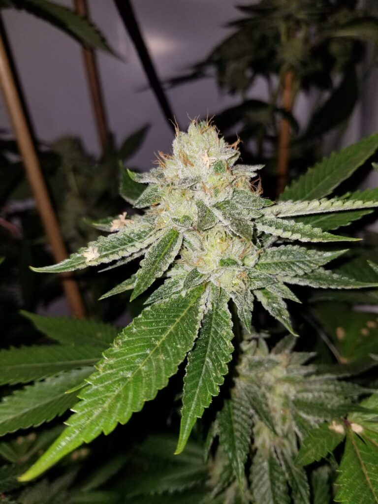 Headband marijuana plant in mid-flower under indoor lighting with resin-coated buds and dark leaves.