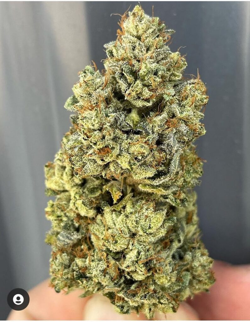 Trimmed Headband cannabis nug showcasing dense structure and bright orange pistils.
