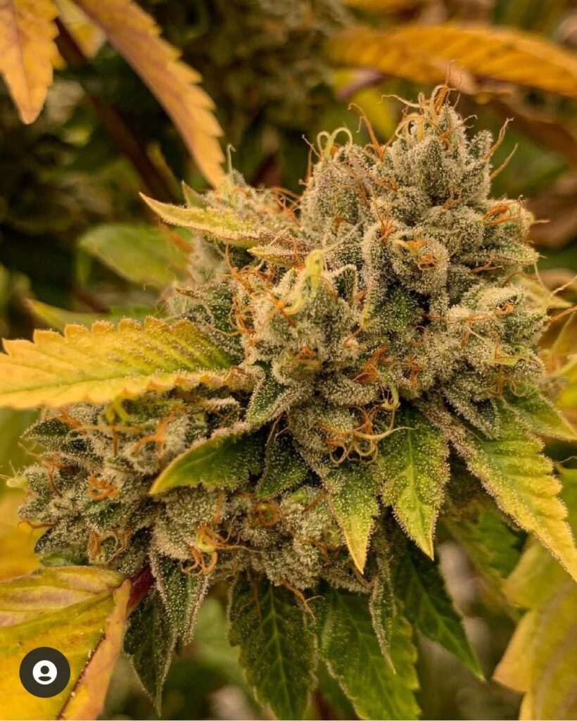 Headband cannabis flower with golden hues, mature trichomes, and pistils on an indoor plant.