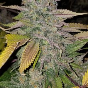 NorCal Gooey cannabis strain – resin-covered hybrid with frosty trichomes and purple hues