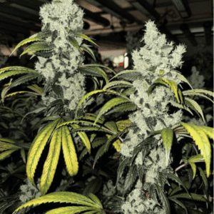 Pole Dog #4 cannabis plant grown indoors, showing dense frosty colas, dark sugar leaves, and yellowing fan leaves under LED lighting.