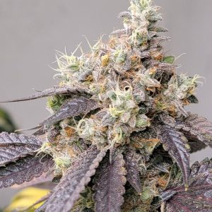 Chemborne 13 Airborne G13 x Chemdog 91 BX3 cannabis flower with dense stacked buds, heavy trichome coverage, and dark purple leaf expression against neutral background