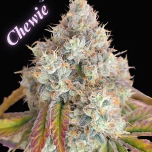 Chewie cannabis cola with dense bud structure, heavy trichome coverage, orange pistils, and colorful leaf fade on black background