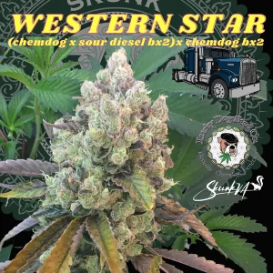 Western Star cannabis seeds by Lucky Dog Seed Co featuring Chemdog x Sour Diesel BX2 x Chemdog BX2 genetics with branded artwork and flower image