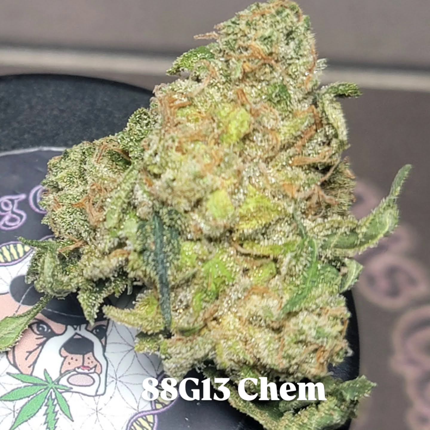 88G13 Chem buds displaying dense structure and heavy trichome coverage