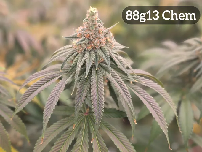 88G13 Chem cannabis cola on plant with dense bud structure, orange pistils, and purple-green foliage