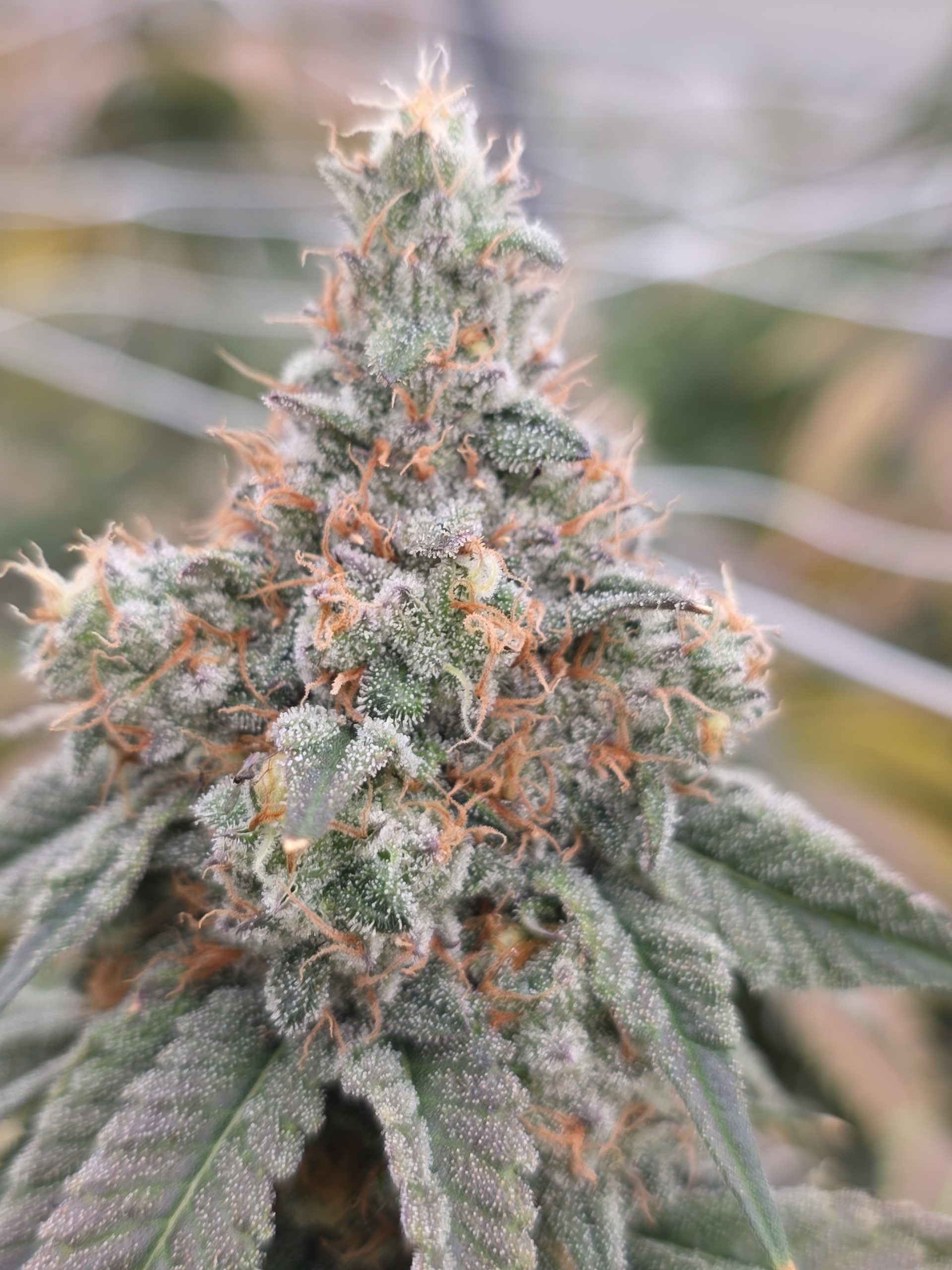 88G13 Chem cannabis plant in late flowering stage, displaying multiple dense colas, visible trichome development, and a mix of green and purple foliage. This image highlights plant structure, bud stacking, and overall canopy development.