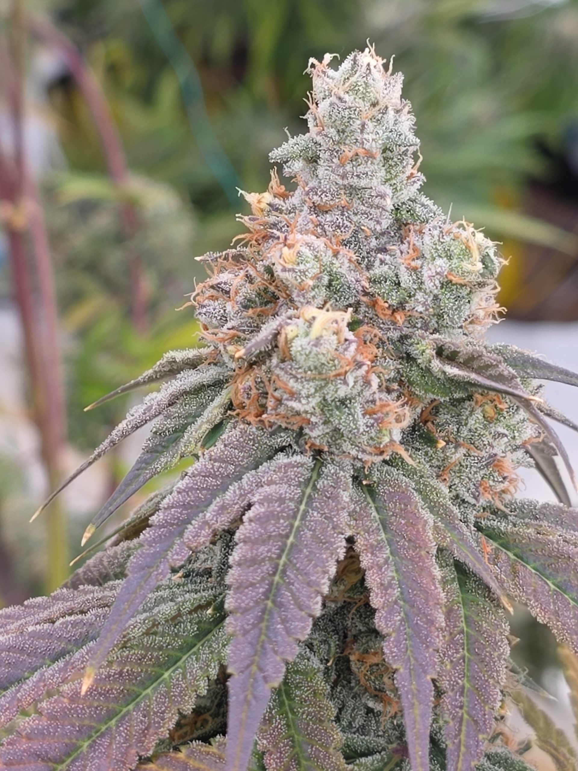 88G13 Chem cannabis cola close-up with dense bud structure, heavy trichome coverage, orange pistils, and purple foliage