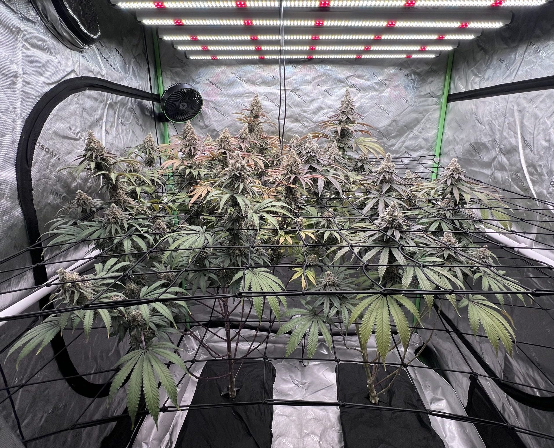 88G13 Chem cannabis plants growing indoors under LED lights with trellis netting in a controlled grow tent