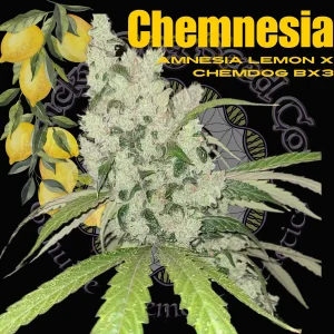 Chemnesia cannabis strain featuring frosty cola with Amnesia Lemon x Chemdog BX3 genetics displayed on branded background