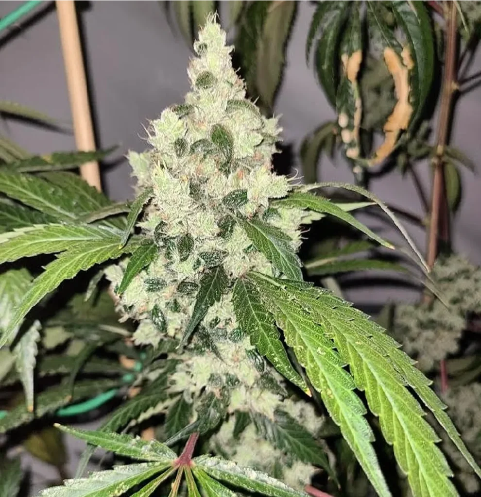 Chemnesia cannabis cola in mid flower stage showing developing bud structure and early trichome formation
