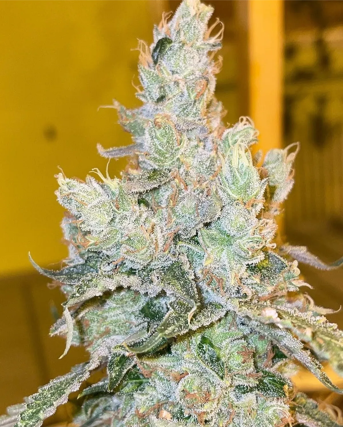 Chemnesia cannabis cola showing dense bud structure, heavy trichome coverage, and mature pistils under indoor lighting