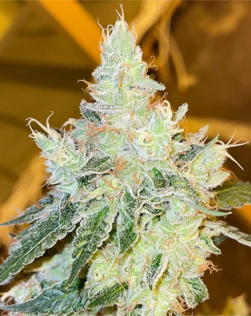 Chemnesia cannabis cola in late flower showing dense bud structure, heavy trichome coverage, and prominent pistils under indoor lighting