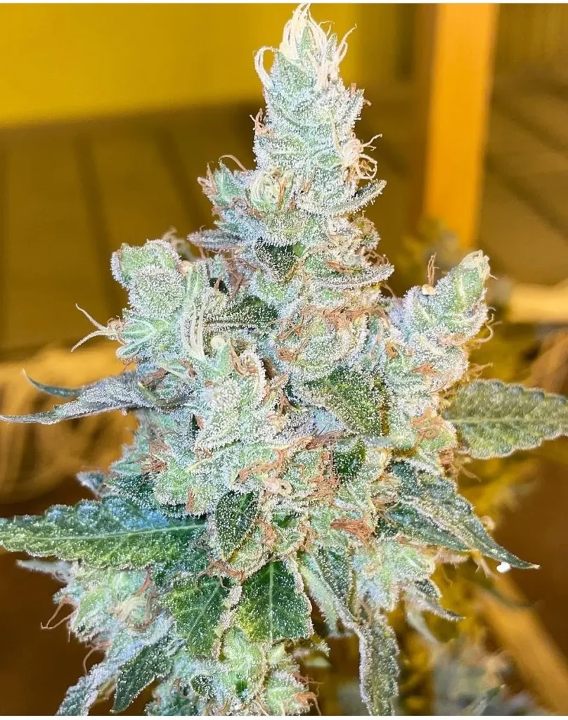 Chemnesia cannabis cola with heavy trichome coverage and mature pistils under indoor grow lighting