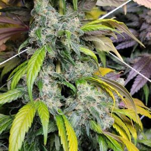 Dog Beach cannabis branch showing multiple buds on plant with natural coloration and trichome coverage