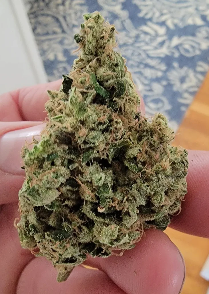 Western Star cannabis nug close-up held in hand showing dense structure and visible trichome coverage