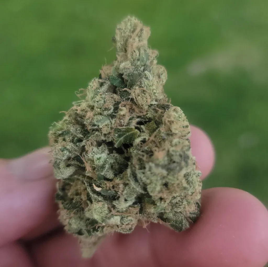 Western Star cannabis nug held in hand showing dense structure and frosty trichome coverage